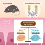 Safeguarding intestinal stem cells during aging through balanced signaling