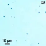 Safely removing nanoplastics from water using 'Prussian blue', a pigment used to dye jeans 3