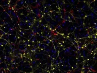 Salk scientists reveal how brain cells in Alzheimers go awry, lose their identity