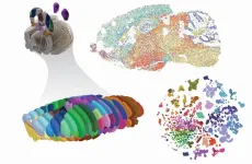 Salk teams assemble first full epigenomic cell atlas of the mouse brain