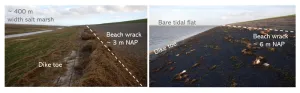 Salt marshes protect the coast – but not where it is needed most