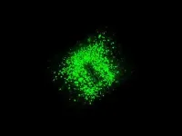 Same nerve cell -- Different influence on food intake