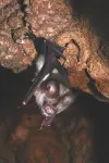 Same species, different sizes: rare evolution in action spotted in island bats 2
