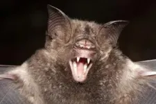 Same species, different sizes: rare evolution in action spotted in island bats 3