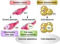 Same workout, different weight loss: Signal molecule versions are key 2