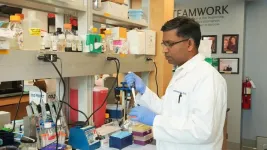 Sandalwood oil by-product prevents prostate cancer development in mice