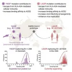 SARS-CoV-2 spike mutation L452R evades human immune response and enhances infectivity