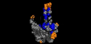 SARS-CoV-2: The grasping fingers of the viral N protein