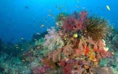 Satellites unveil the size and nature of the world’s coral reefs