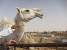 Saudi Arabian camels carry MERS virus