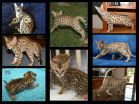 Savannah Cats Worlds Largest Domestic Cat 2