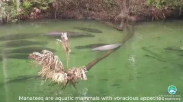 Saving endangered species: New AI method counts manatee clusters in real time