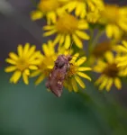 Saving moths may be just as important as saving the bees