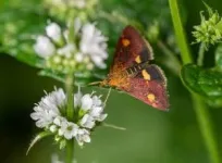 Saving moths may be just as important as saving the bees 2