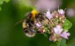 Saving moths may be just as important as saving the bees 3