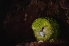 Saving species from extinction - high-quality kākāpō population sequencing provides breakthrough in understanding key conservation genetics