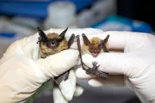 Saving the bats: Researchers find bacteria, fungi on bat wings that could help fight deadly white-nose syndrome