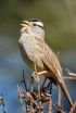 Scared of a younger rival?  Not for some male songbirds