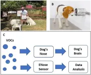 Scent dogs can detect COVID-19 more rapidly and accurately than current tests