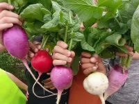 School gardens linked with kids eating more vegetables