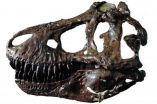 Scientific understanding of T. rex revised by a decade of new research and discovery