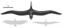 Scientist identifies world's biggest-ever flying bird 2