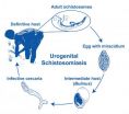 Scientist uncovers links connecting environmental changes with spike in infectious disease