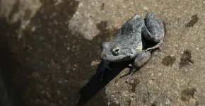 Scientists assemble a richer picture of the plight and resilience of the foothill yellow-legged frog