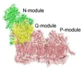 Scientists at the CNIC discover an unexpected involvement of sodium transport in mitochondrial energy generation 2