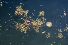 Scientists caution against a reliance on mechanical devices to clear water bodies of plastic 3