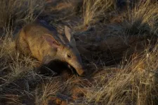 Scientists collect aardvark poop to understand how the species is impacted by climate in Africa