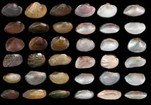 Scientists create 3D models of freshwater mussels to help save them from extinction