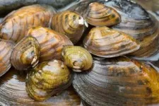 Scientists create 3D models of freshwater mussels to help save them from extinction 3