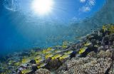 Scientists create new maps depicting potential worldwide coral bleaching by 2056