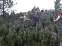 Scientists create new overwintering sites for monarch butterflies on a warming planet 3