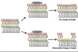 Scientists create new protein-based material with some nerve