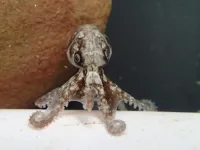 Scientists create octopus survival guide to minimize impacts of fishing