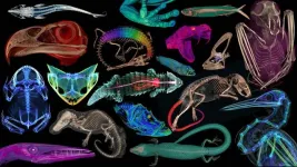 Scientists-CT scanned thousands of natural history specimens, which you can access for free