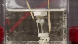 Scientists design a two-legged robot powered by muscle tissue 3