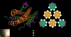 Scientists develop better way to block viruses that cause childhood respiratory infections