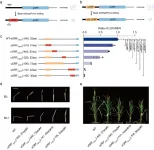 Scientists develop predictable method to downregulate gene translation in plants