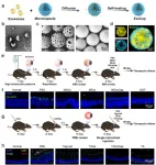 Scientists develop ‘pseudo cell’ formulation for vitreoretinal disease therapy