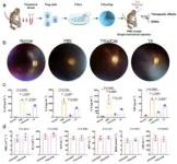 Scientists develop ‘pseudo cell’ formulation for vitreoretinal disease therapy 2