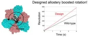 Scientists develop strategy to engineer artificial allosteric sites in protein complexes 2