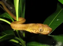 Scientists discover bizarre new mode of snake locomotion