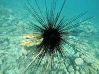 Scientists discover cause of sea urchin die-offs in the Caribbean: a protozoan parasite