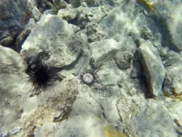 Scientists discover cause of sea urchin die-offs in the Caribbean: a protozoan parasite 3