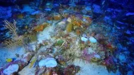 Scientists discover deepest known evidence of coral reef bleaching 2