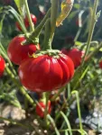 Scientists discover genes to grow bigger tomatoes and eggplants