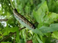 Scientists discover how caterpillars can stop their bleeding in seconds 2